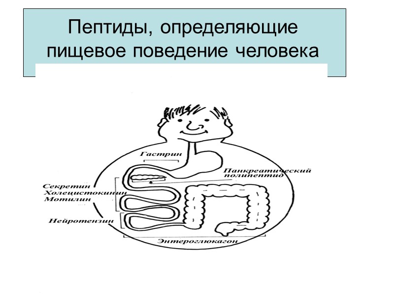 Пептиды, определяющие пищевое поведение человека